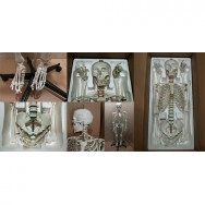 Скелет человека анатомический  1м70см Москва цена, купить, фото